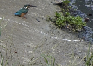 190825_kingfisher.jpg