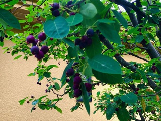 2020juneberry.jpg